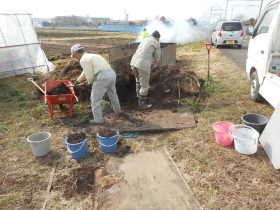 冬の菜の花畑　　　　　平成２８年２月１３日_c0145581_2301052.jpg