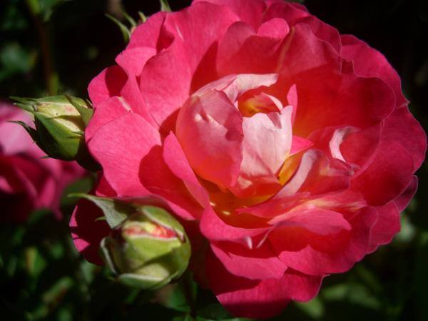 Koiko's Rose Collection 14）春風 Harukaze（Landscape Shrub Rose