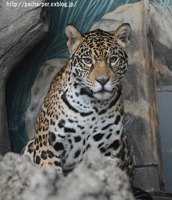 ２０１５年１２月　天王寺動物園２　その１ Shilka BD Party_a0052986_22214737.jpg