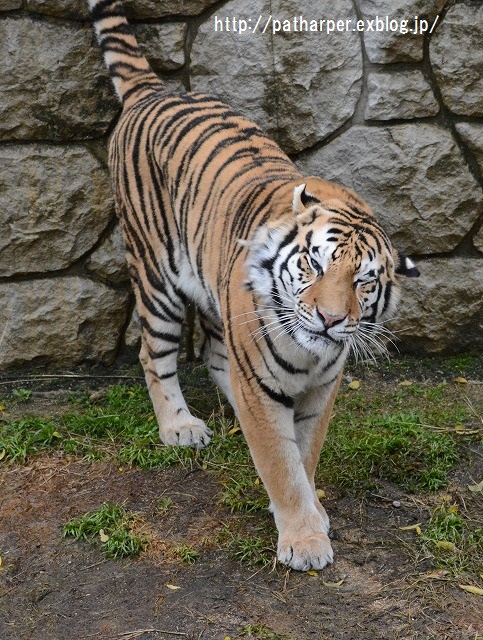 ２０１５年１２月　天王寺動物園２　その１ Shilka BD Party_a0052986_2224792.jpg