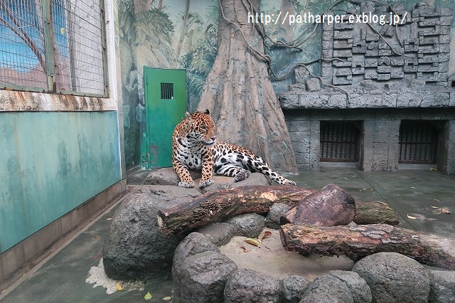 ２０１５年１２月　天王寺動物園２　その１ Shilka BD Party_a0052986_2234897.jpg