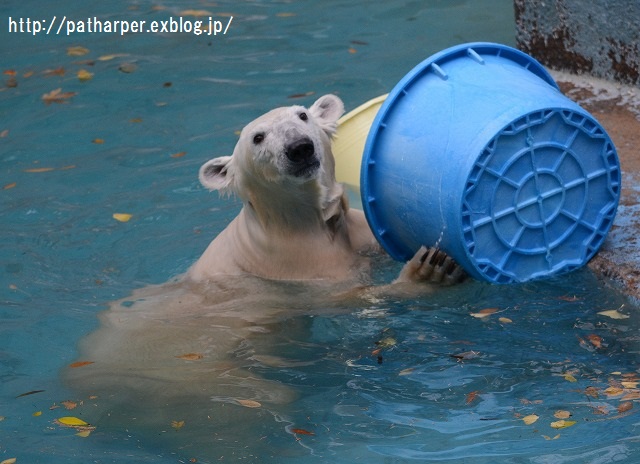 ２０１５年１２月　天王寺動物園２　その２　天王寺動物園　Shilka 730日齢_a0052986_2250951.jpg