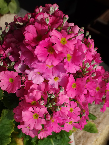 満開のプリムラ・マラコイデス　花色の微妙な違いが楽しくて♪_a0136293_18143095.jpg