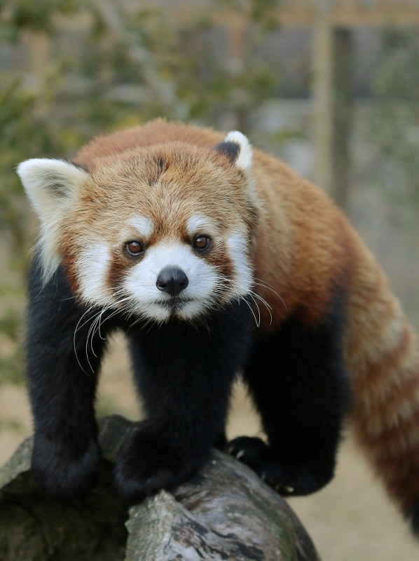 富士サファリパークの新メンバー : レサパン日和