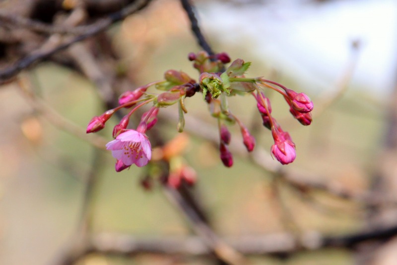 河津桜_a0293207_17563562.jpg