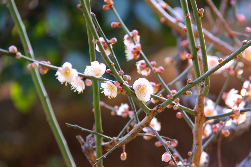 河津桜_a0293207_17573225.jpg