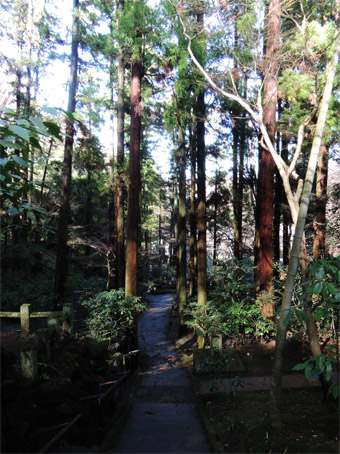 東慶寺の山茱萸 (さんしゅゆ)_c0195909_14592672.jpg