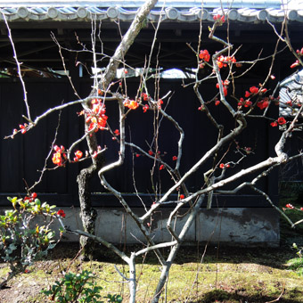 東慶寺の山茱萸 (さんしゅゆ)_c0195909_14593256.jpg