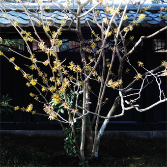 東慶寺の山茱萸 (さんしゅゆ)_c0195909_14593733.jpg