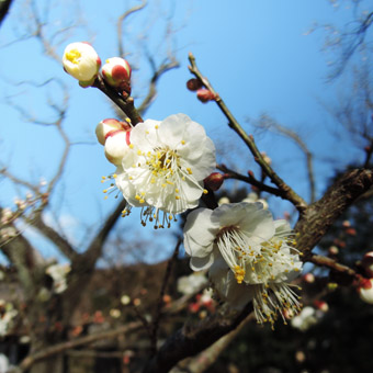 東慶寺の山茱萸 (さんしゅゆ)_c0195909_14595279.jpg