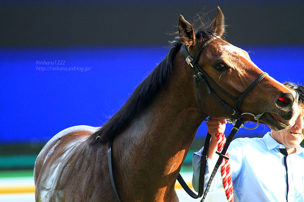 2016.2.14 東京競馬場☆ディーマジェスティ【Thoroughbred】_f0250322_2215834.jpg