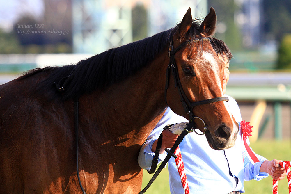 2016.2.14 東京競馬場☆ディーマジェスティ【Thoroughbred】_f0250322_222143.jpg