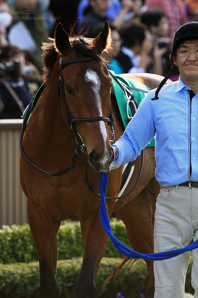 2016.2.14 東京競馬場☆ディーマジェスティ【Thoroughbred】_f0250322_222478.jpg