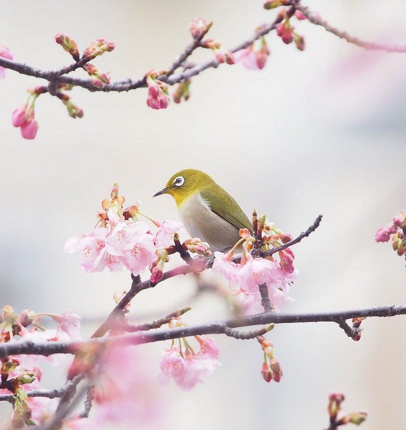 河津桜と鳥たち_a0161836_16131075.jpg