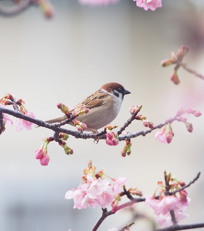 河津桜と鳥たち_a0161836_16133149.jpg