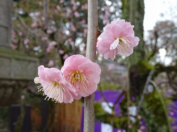 北野天満宮の梅_b0299042_22255893.jpg