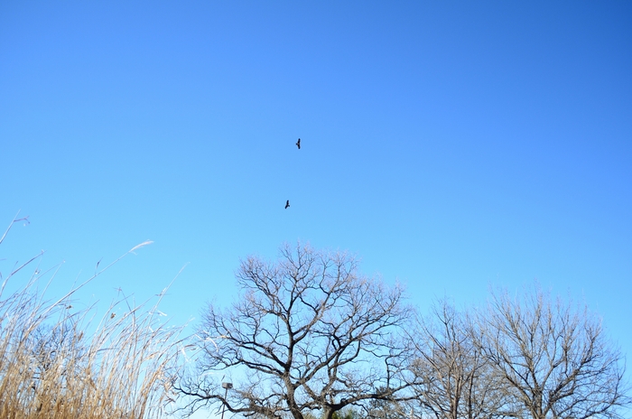 February 14, 2016 渡良瀬遊水地・谷中村の墓地跡_e0009147_1931174.jpg