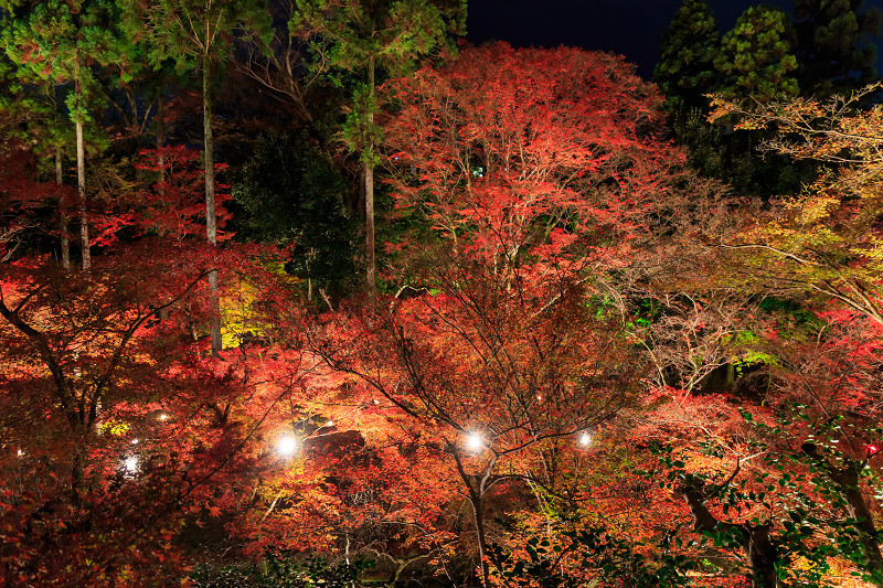 京都の紅葉2015・御土居の紅葉ライトアップ（北野天満宮）_f0155048_22492774.jpg