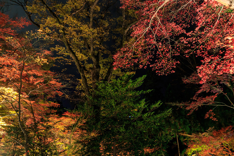京都の紅葉2015・御土居の紅葉ライトアップ（北野天満宮）_f0155048_22514059.jpg
