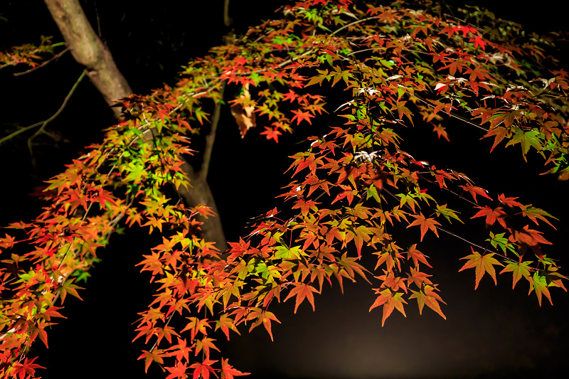 京都の紅葉2015・御土居の紅葉ライトアップ（北野天満宮）_f0155048_22515288.jpg