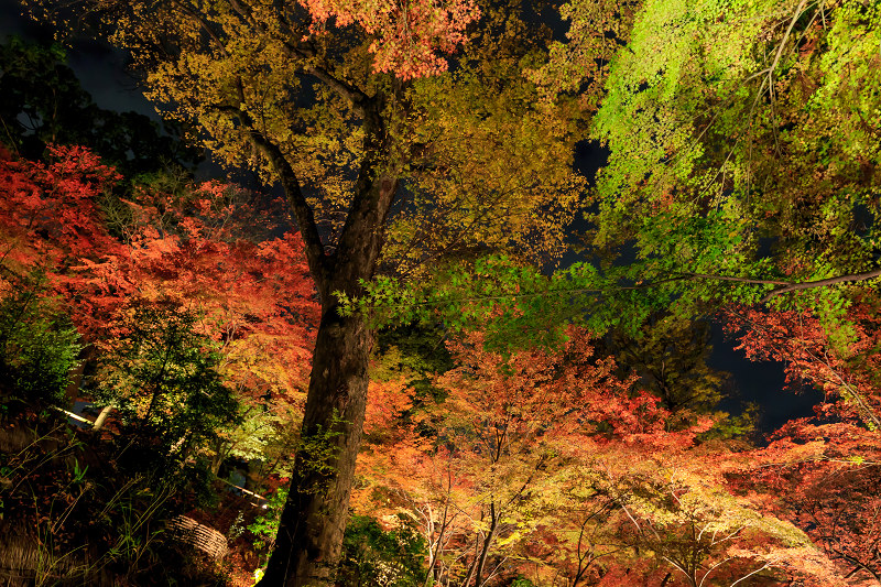 京都の紅葉2015・御土居の紅葉ライトアップ（北野天満宮）_f0155048_22515978.jpg