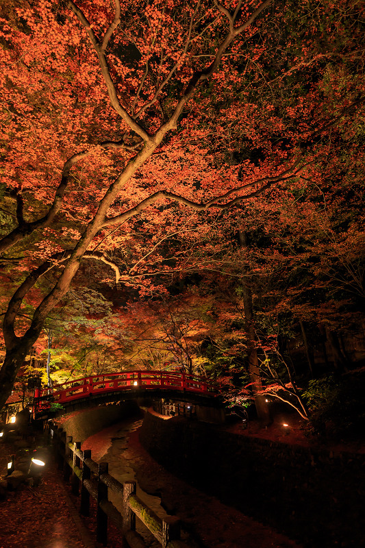 京都の紅葉2015・御土居の紅葉ライトアップ（北野天満宮）_f0155048_22521858.jpg