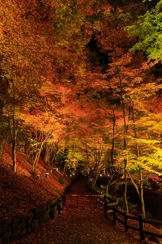 京都の紅葉2015・御土居の紅葉ライトアップ（北野天満宮）_f0155048_22523215.jpg