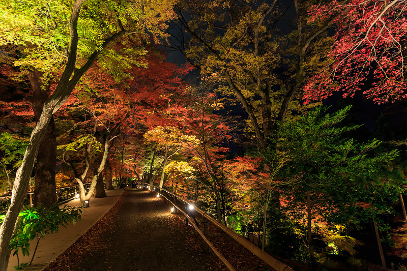 京都の紅葉2015・御土居の紅葉ライトアップ（北野天満宮）_f0155048_2252367.jpg