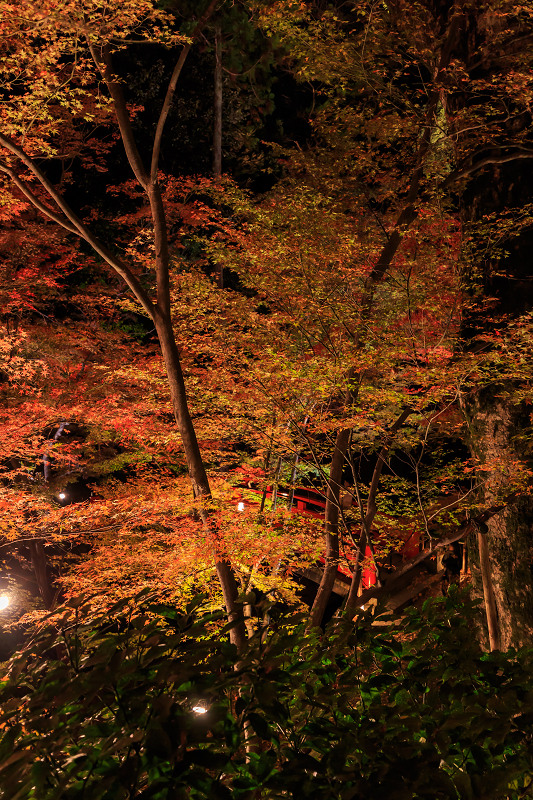 京都の紅葉2015・御土居の紅葉ライトアップ（北野天満宮）_f0155048_22551697.jpg