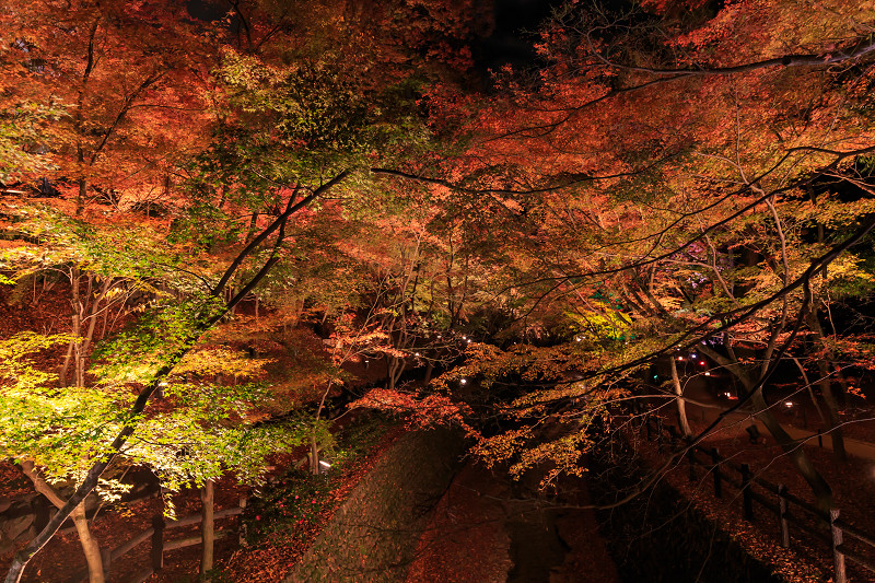 京都の紅葉2015・御土居の紅葉ライトアップ（北野天満宮）_f0155048_22561281.jpg
