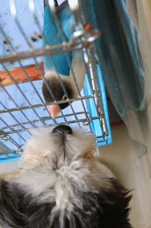 c0145250_10513955.gif