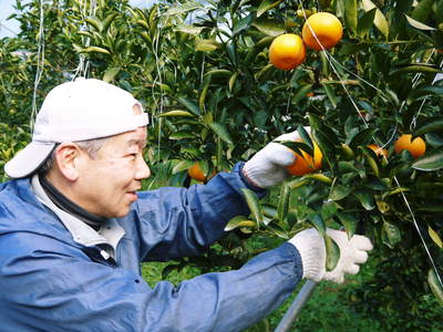 究極の柑橘『せとか』 平成28年度初収穫&初出荷!!その2(収穫時期のポイントと収穫の様子)_a0254656_1805758.jpg
