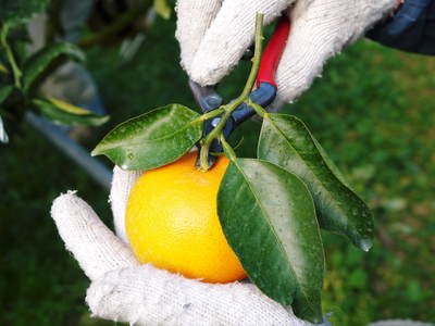究極の柑橘『せとか』　平成28年度初収穫＆初出荷!!その２(収穫時期のポイントと収穫の様子）_a0254656_18121112.jpg