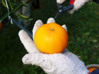 究極の柑橘『せとか』　平成28年度初収穫＆初出荷!!その２(収穫時期のポイントと収穫の様子）_a0254656_18171697.jpg