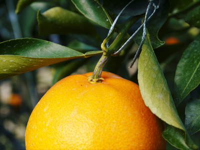 究極の柑橘『せとか』　平成28年度初収穫＆初出荷!!その２(収穫時期のポイントと収穫の様子）_a0254656_18312575.jpg