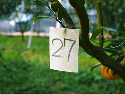 究極の柑橘『せとか』　平成28年度初収穫＆初出荷!!その２(収穫時期のポイントと収穫の様子）_a0254656_18362867.jpg