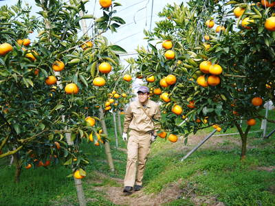 究極の柑橘『せとか』　平成28年度初収穫＆初出荷!!その２(収穫時期のポイントと収穫の様子）_a0254656_18462645.jpg