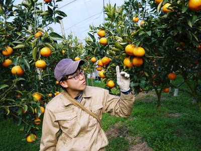究極の柑橘『せとか』　平成28年度初収穫＆初出荷!!その２(収穫時期のポイントと収穫の様子）_a0254656_18494664.jpg