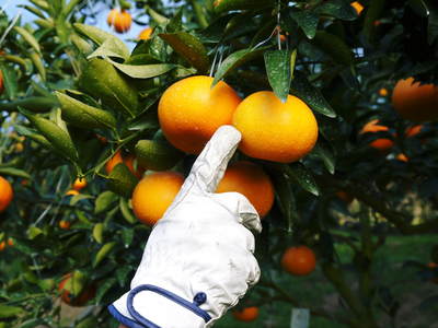 究極の柑橘『せとか』　平成28年度初収穫＆初出荷!!その２(収穫時期のポイントと収穫の様子）_a0254656_18523531.jpg