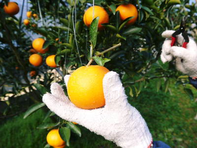 究極の柑橘『せとか』　平成28年度初収穫＆初出荷!!その２(収穫時期のポイントと収穫の様子）_a0254656_1872587.jpg