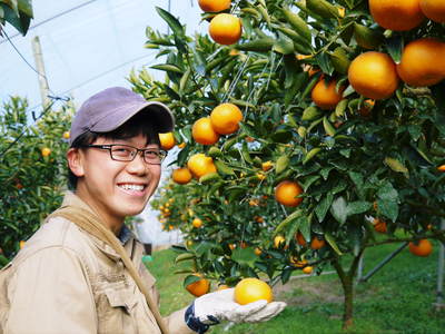 究極の柑橘『せとか』　平成28年度初収穫＆初出荷!!その２(収穫時期のポイントと収穫の様子）_a0254656_1934884.jpg