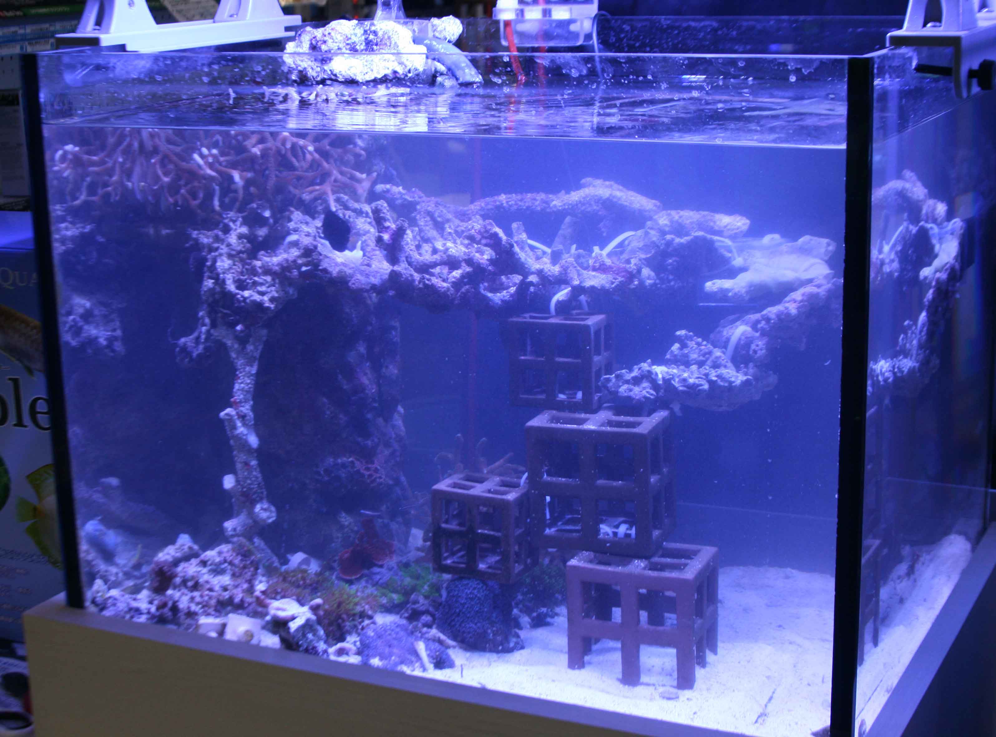 使ってみようｄｉｙマグネット ビーボックスアクアリウム松戸店 海水魚 サンゴ情報