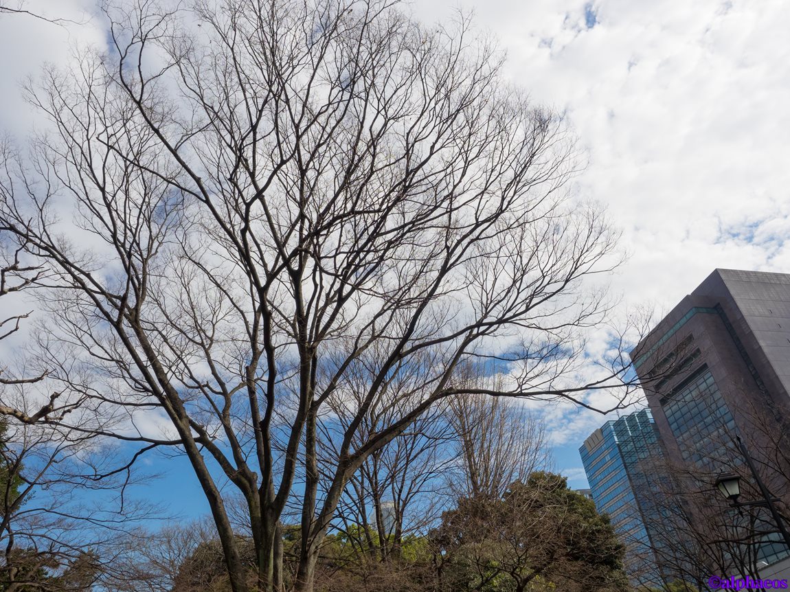 2016年2月13日　M.ZUIKO DIGITAL ED 12-40mm F2.8 PRO_a0060403_21101284.jpg