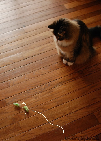 ヘックスバグの猫おもちゃでハッスル(ビデオつき)_b0253205_07165472.jpg