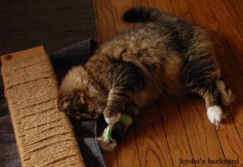 ヘックスバグの猫おもちゃでハッスル(ビデオつき)_b0253205_07175222.jpg