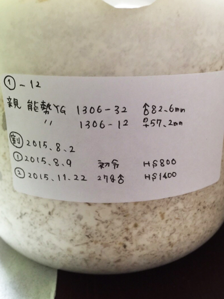 オオクワガタ  YG血統飼育状況  ♂の2本目で35gオーバー…   2016年 vol3     byバトラーさん_c0346119_08332882.jpg