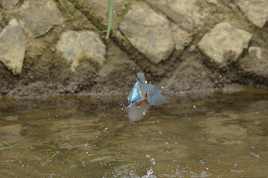 160215 雌の水物・ホバ1_c0278820_1819466.jpg