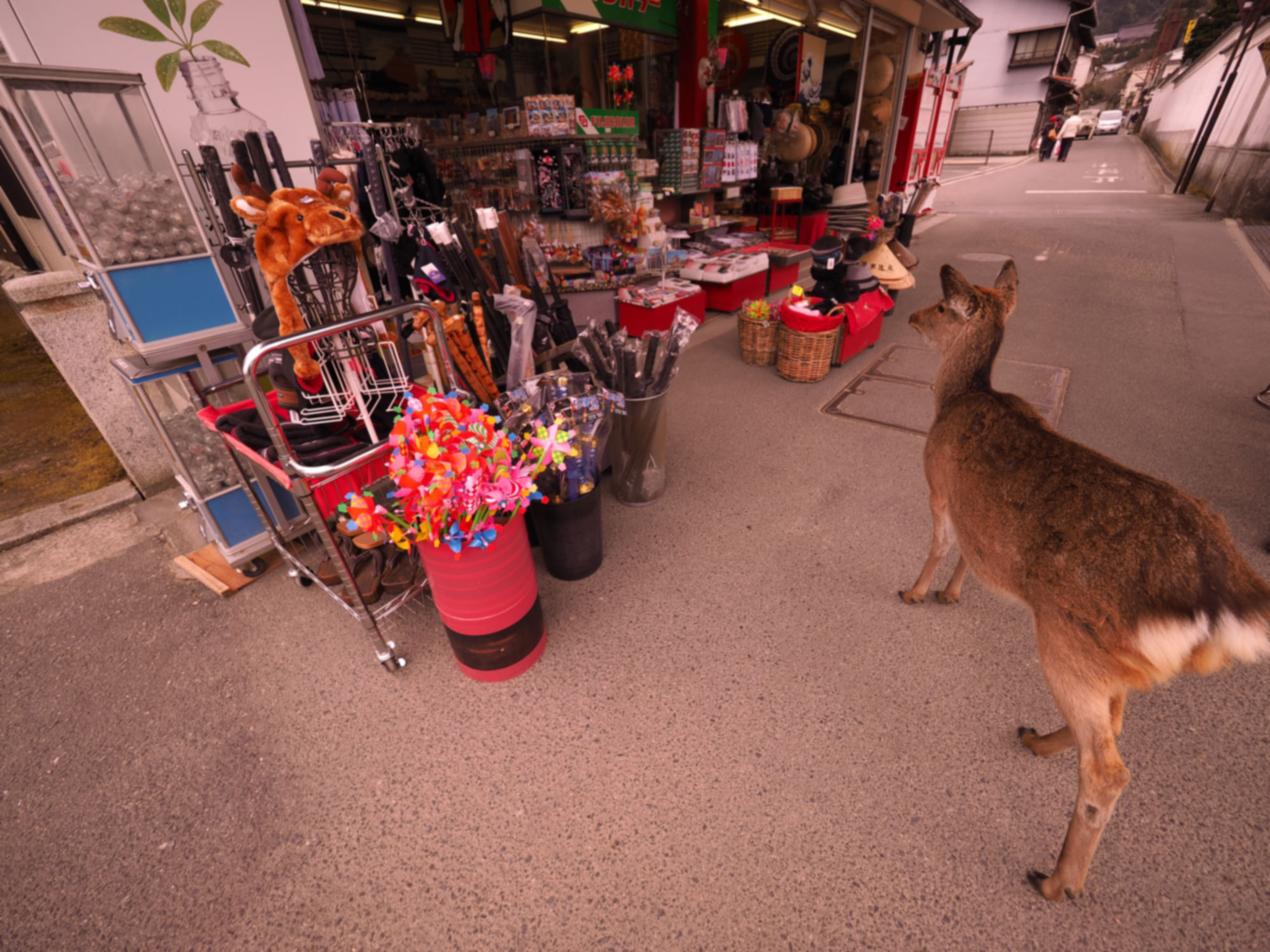 モフモフを愛でにゆく～宮島旅行②_c0356722_21513696.jpg