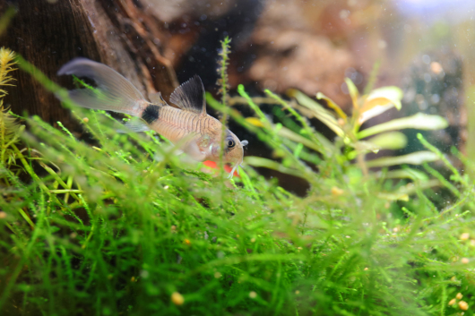 コリドラス パンダのひげ ミニチュアブルテリア ハイジとcorvette Days