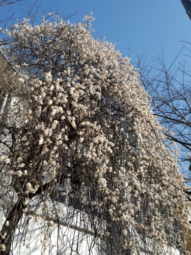 王城の地はいやらしい? 井上章一「京都ぎらい」_e0016828_11143543.jpg